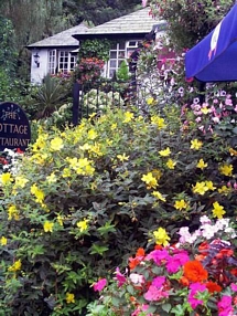 Polperro in Bloom